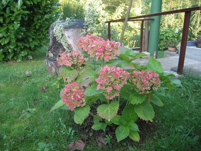Bijela hortenzija